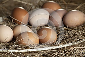Freshly harvested eggs from free range hens