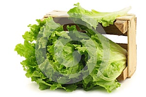 Freshly harvested endive in a wooden box