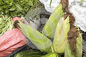 Freshly harvested fresh corn for sale in the rural market