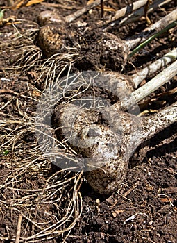 Freshly harvested garlic (Allium sativum) photo