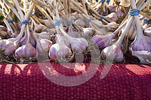 Freshly Harvested Garlic Bulbs for Sale at an Outdoor Market