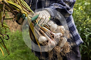 Freshly harvested Garlic. Bunch of fresh raw organic garlic harvest in farmer hands in garden