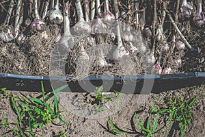 The freshly harvested garlic is in a plastic container. Top view. Garlic harvest. Garlic plant with a stem dug out of