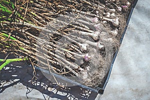 The freshly harvested garlic is in a plastic container. Top view. Garlic harvest. Garlic plant with a stem dug out of the ground