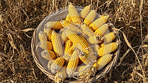Freshly harvested golden corn cobs in rustic basket on dry stalks