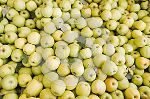 Freshly harvested golden delicious apples