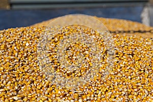 Freshly Harvested Grain Corn in a Grain Trailer During the Autumn Harvest