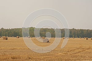 The freshly harvested grain field