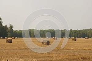 The freshly harvested grain field