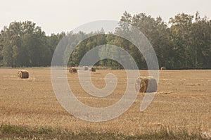 The freshly harvested grain field