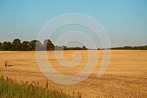 The freshly harvested grain field. Field of freshly bales of hay with beautiful sunset