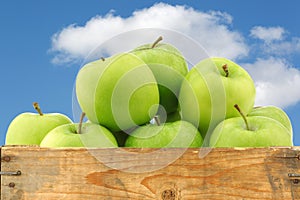 Freshly harvested Granny Smith apples