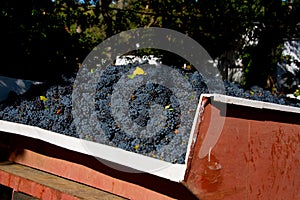 Freshly harvested grapes for wine production