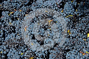 Freshly harvested grapes for wine production