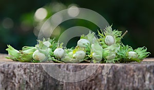 Freshly harvested green hazelnuts on a wooden table