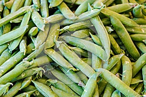 Freshly harvested green peas in pods. Vegatarian food concept. Organic green peas