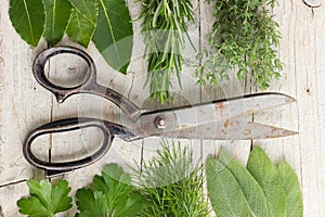 Freshly harvested herbs with old scissors