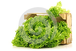 Freshly harvested Lollo Bionda lettuce photo