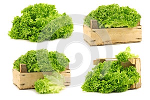 Freshly harvested Lollo Bionda lettuce and some in a wooden crate photo