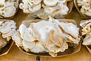 Freshly harvested mushrooms at market