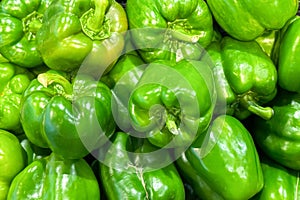 Freshly harvested, natural, farmed, green bell peppers with beautiful color