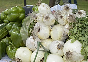 Fresh new onions in the rural market photo