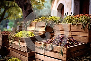 freshly harvested olives in rustic crates