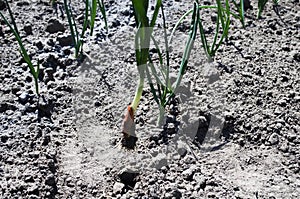 Freshly harvested onion with root.