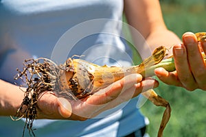 Freshly harvested onions in the farmer hand