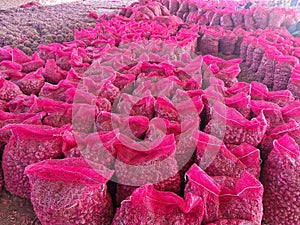 Freshly harvested onions filling the entire frame