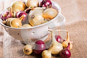 Freshly harvested onions from the garden