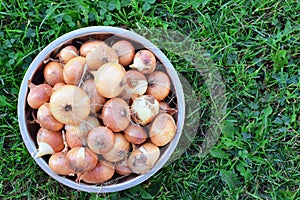 Freshly harvested onions in metal bowl