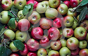 Lots of apples in a crate photo