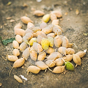 Freshly harvested organic chickpeas ready to be cleaned