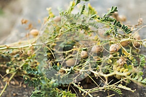 Freshly harvested organic chickpeas ready to be cleaned