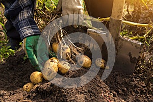 Freshly harvested organic potato harvest in sunlight. Farmer in garden