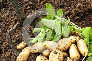 Freshly harvested organic potatoes