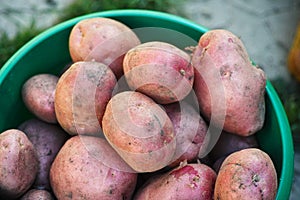 Freshly harvested organic potatoes in a bucket