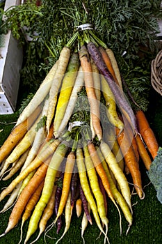 Freshly harvested organic rainbow carrots