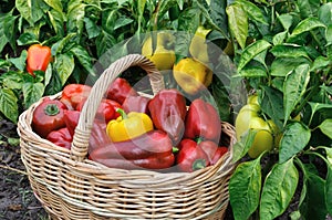 Freshly harvested organic ripe peppers