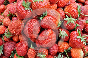 freshly harvested organic ripe strawberries