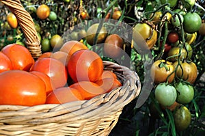 Freshly harvested  organic ripe tomatoes in the basket