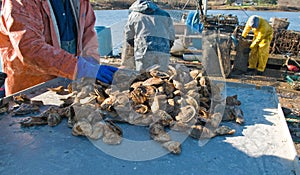 Freshly harvested oysters
