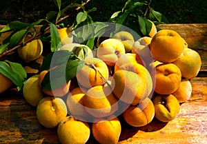 Freshly harvested peaches from the tree photo