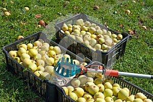 Fruit picker and pears photo