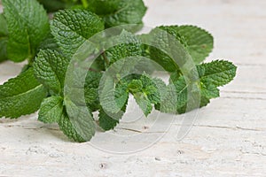 Freshly harvested peppermint