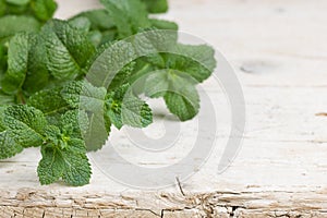 Freshly harvested peppermint