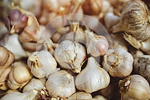 Freshly harvested pile of garlics drying