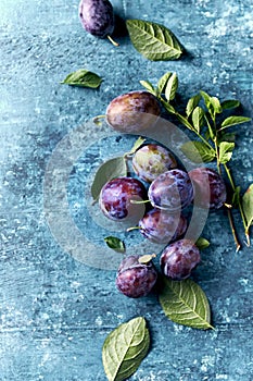 Freshly harvested plums on rustic blue background. Top view
