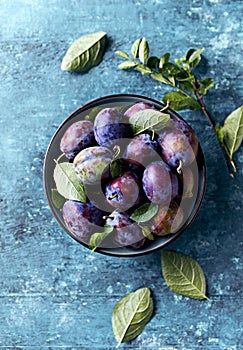 Freshly harvested plums on rustic blue background. Top view